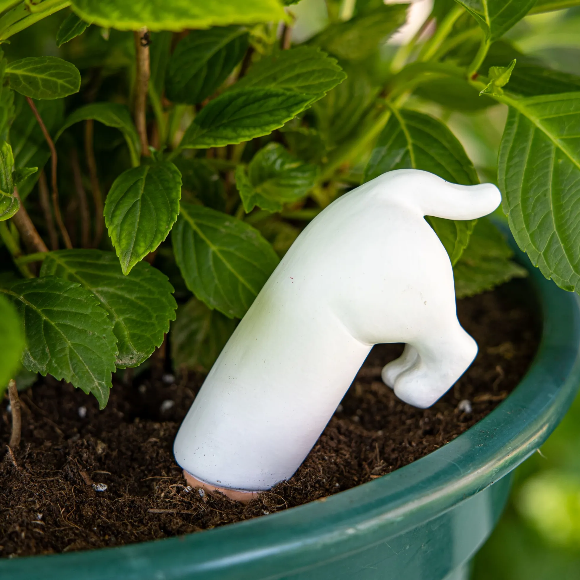 Autorriego perro blanco
