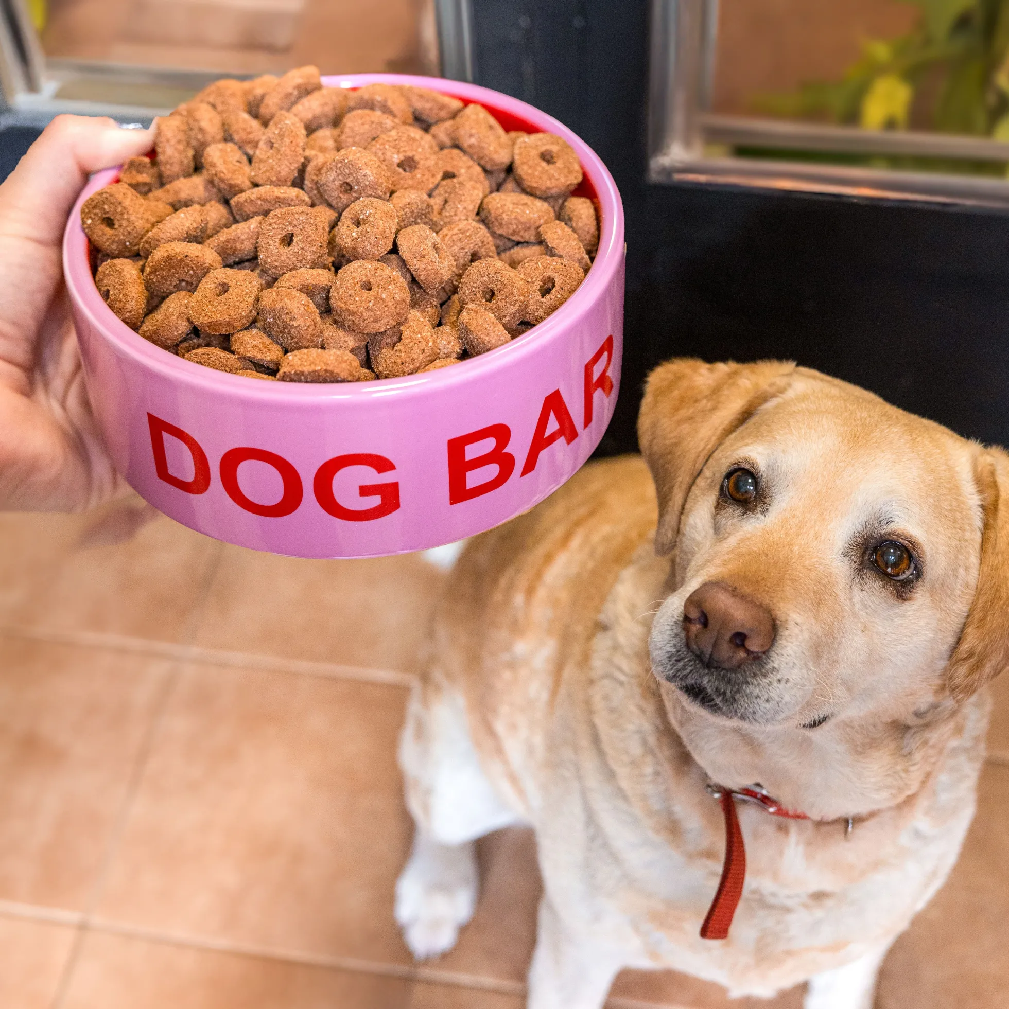 Comedero “Dog bar”