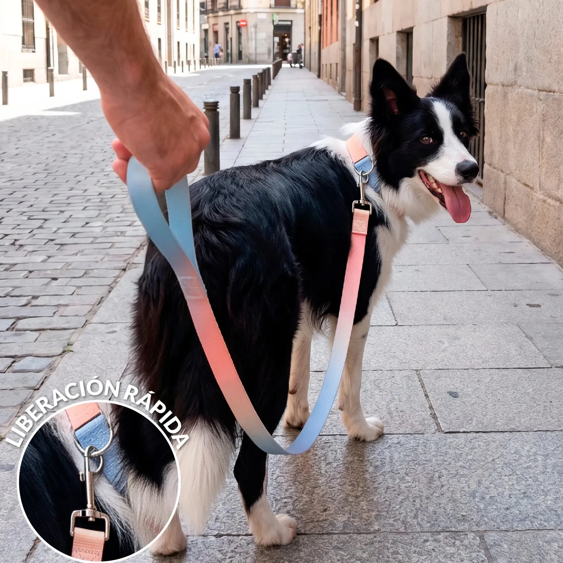 Pack de collar y correa "Degradado" L