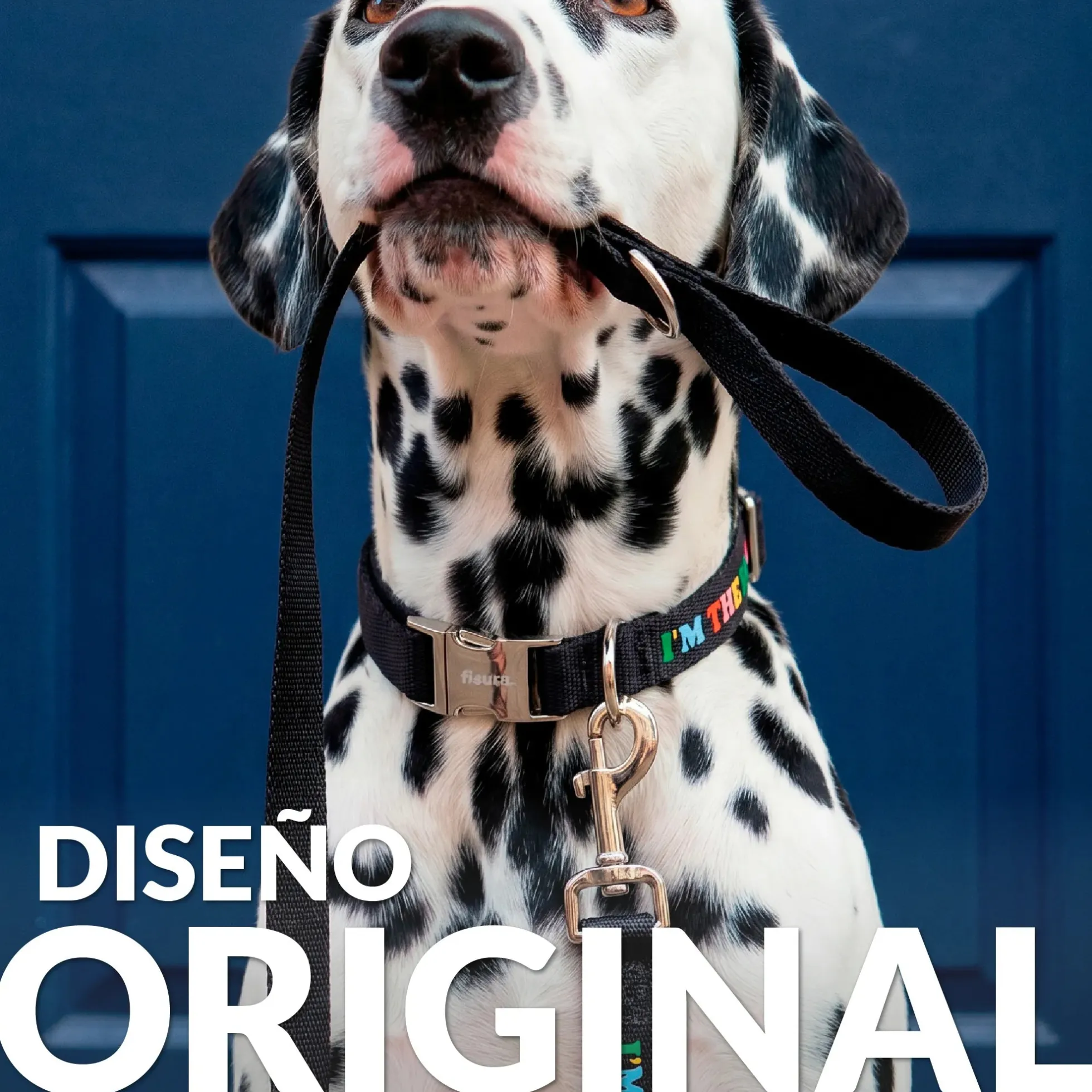 Pack de collar y correa "I’m the boss" L